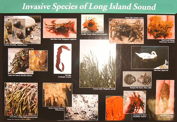 LIS Invasive Species poster