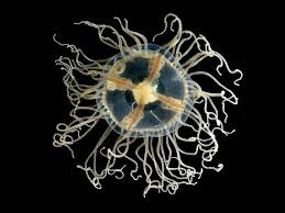 Clinging jellyfish