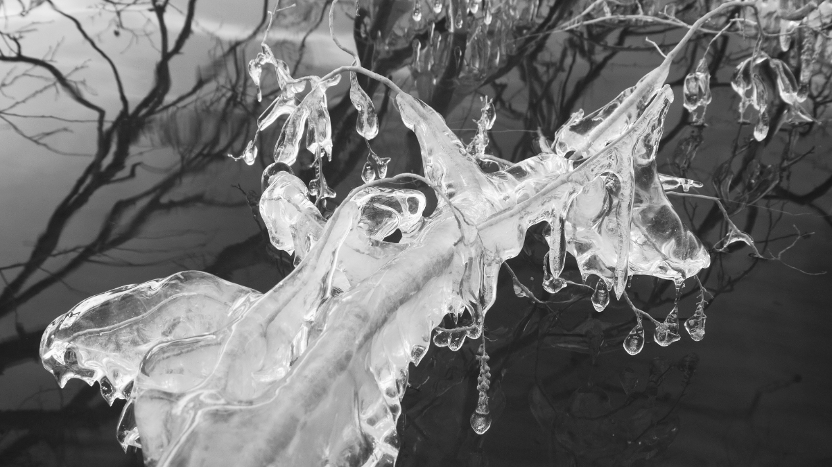 "Ornament," photograph of icicles on a branch, by Diana Barker Price.