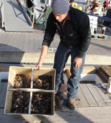 Jimmy Bloom, operations manager at Norm Bloom & Sons Oysters, shows oysters raised in an upweller at the company's Norwalk facility.