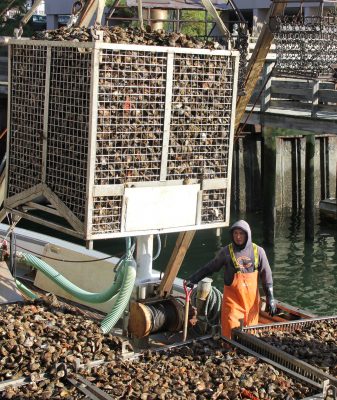 Some of the state's $30 million annual shellfish harvest is lifted onto the docks for processing at Norm Bloom & Son Oysters in Norwalk on Nov. 15.