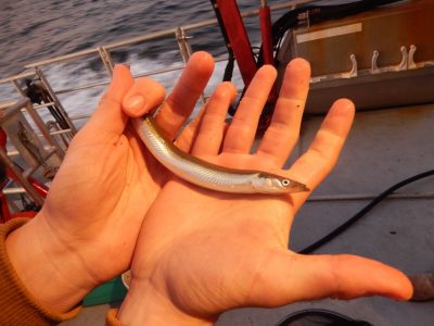 Adult sand lance, shown here, is the favorite food for whales, seals, tuna and seabirds. Photo: Hannes Baumann