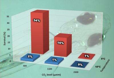 This graphic shows survival to hatch rates of Northern sand lance embryos reared at three carbon dioxide levels and two temperatures. Graphic: Hannes Baumann