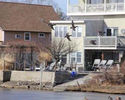Ducks fly over Alewife Cove in New London, an urban wetland that is the focus of World Wetlands Day on Feb. 2. Judy Benson / Connecticut Sea Grant