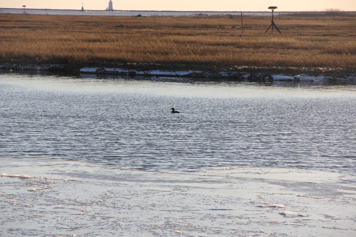 A cormorant swims near the Great Island salt marsh in Old Lyme on Jan. 26. Judy Benson / Connecticut Sea Grant