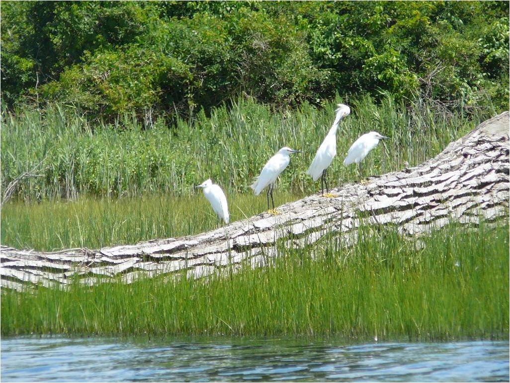 Snowy egrets perch on a log at Griswold Point in Old Lyme in the summer, part of the lower Connecticut River Wetlands of International Importance. Juliana Barrett / Connecticut Sea Grant