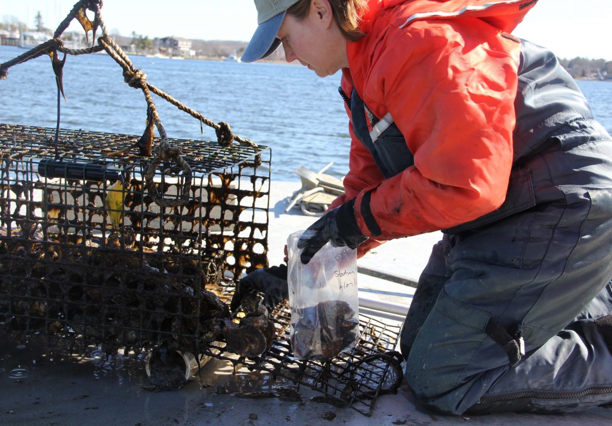 Kristin DeRosia-Banick bags oysters for the testing project.