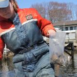 Kristin DeRosia-Banick carries a bag of oysters collected from the Mystic River for the testing project.