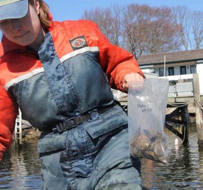 Kristin DeRosia-Banick carries a bag of oysters collected from the Mystic River for the testing project.