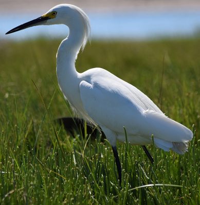 A snowy egret stands in the marsh at Bluff Point State Park in Groton.