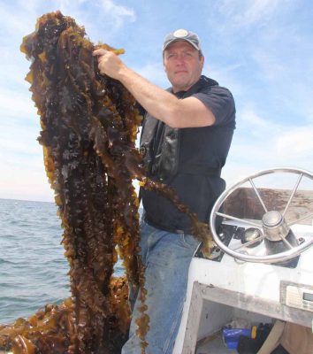 J.P. Vellotti holds an armful of the kelp he harvested from a site off Pine Island in Groton on June 22.