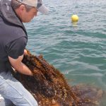 J.P. Vellotti hauls in a line loaded with kelp on June 22.