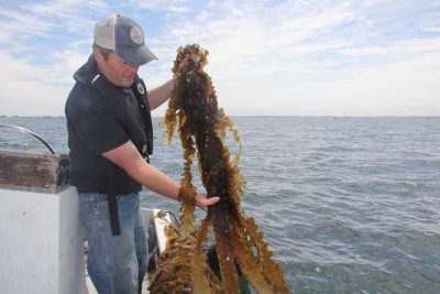 J.P. Vellotti lifts some of his kelp harvest onto the boat.