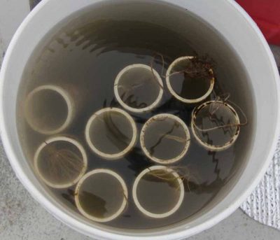 String imbedded with kelp seed is wrapped around PVC pipe and kept in salt water until it is ready for planting.