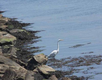Great egrets are frequent visitors to the shores of Avery Point.