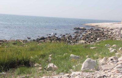 Salt marsh, rocky shore and sandy beach habitats are all visible from Avery Point.