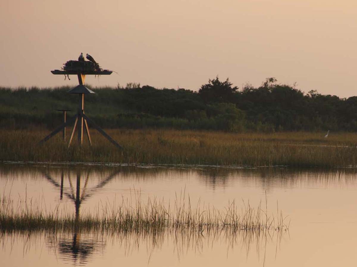 An osprey pair feeds chicks in a platform nest at Harkness Memorial State Park in Waterford just before sunset on Aug. 22 as a snowy egret wades through the marsh.