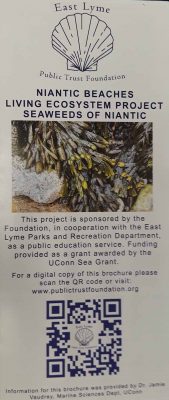 Niantic Beaches Living Ecosystem Project "Seaweeds of Niantic" pamphlet cover