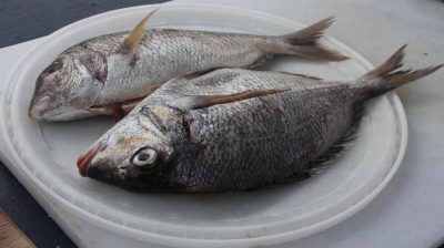 Whole scup, also called porgy, are abundant in local waters.