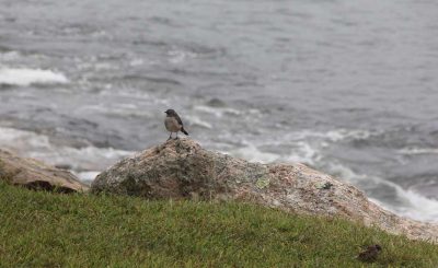 The habitat walk hugged the rocky shoreline at Avery Point, where migratory and other bird species including this northern mockingbird often stop.