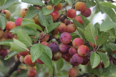 Preston pointed out two large beach plum shrubs, a native plant, that are thriving atop the grassy hill overlooking the rocky shoreline at Avery Point.