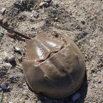 The shell of a horseshoe crab lies on Bushy Point barrier beach. Horseshoe crabs lay eggs on the beach in the spring.