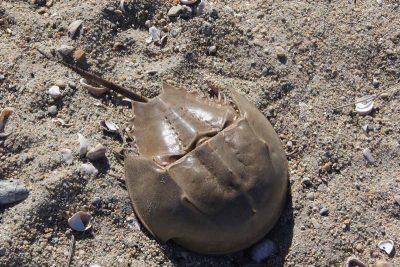 The shell of a horseshoe crab lies on Bushy Point barrier beach. Horseshoe crabs lay eggs on the beach in the spring.
