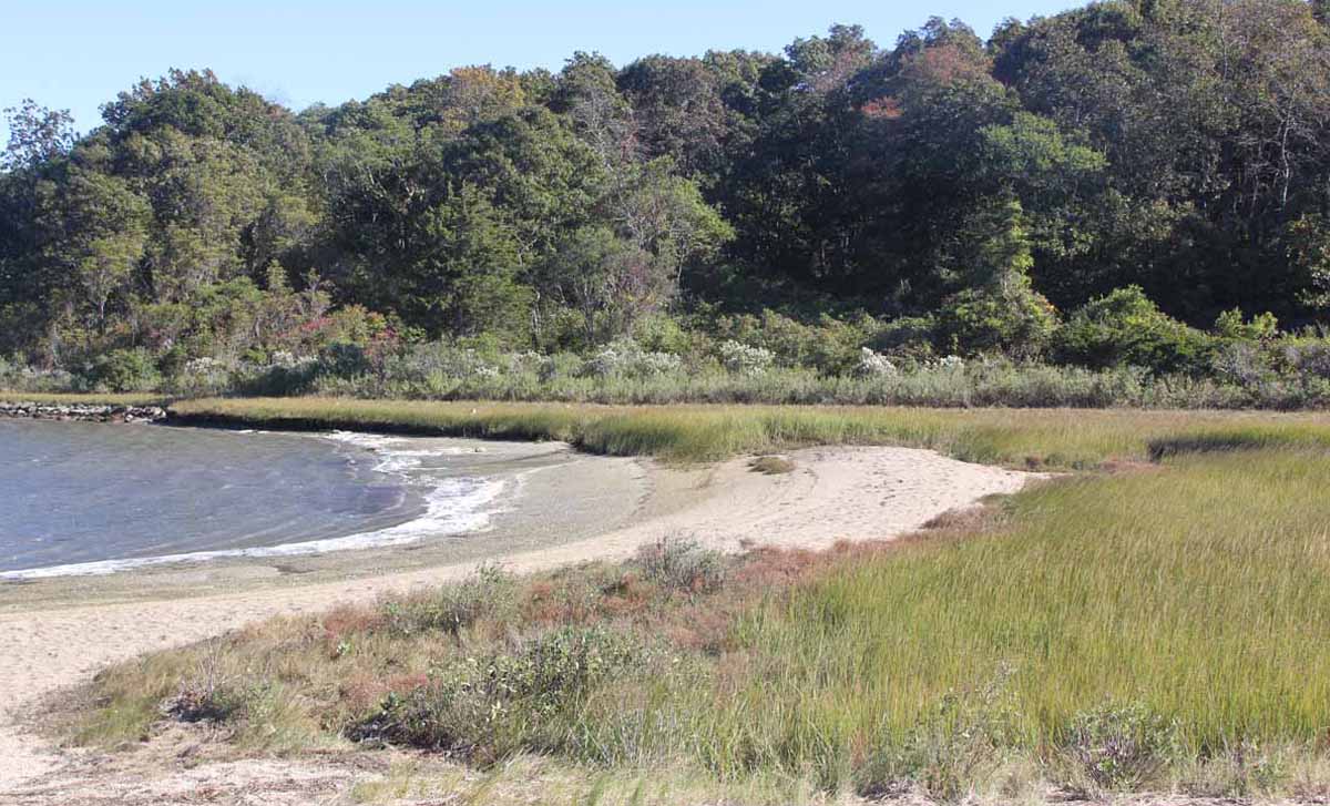 Coastal forest, barrier beach and salt marsh habitats can all be found at Bluff Point.