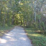 The main trail at Bluff Point State Park passes through a coastal hardwood forest.