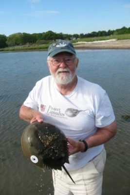 Kenneth Beatrice of East Haddam is seen here with one of the horseshoe crabs he tagged while volunteering with his Project Limulus. His wife Bonnie, also a Project Limulus volunteer, took the photo.
