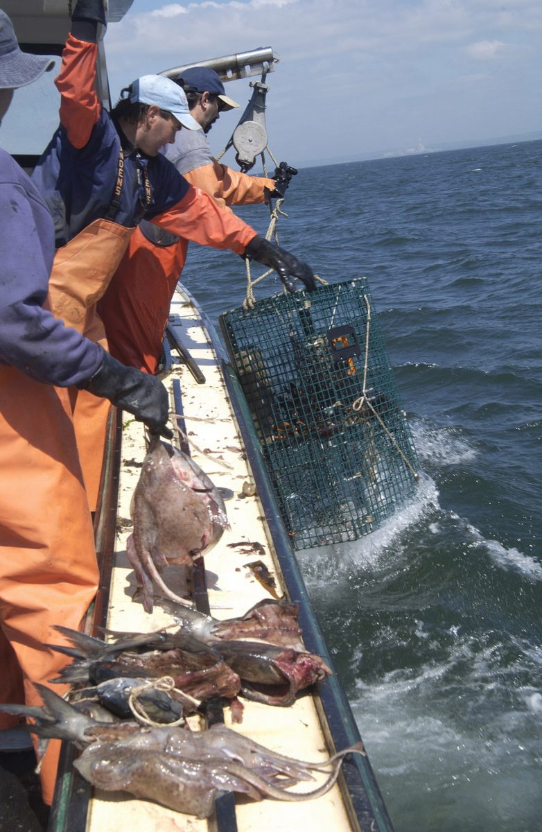 Traps are pulled out of the water aboard the Jeanette T as skate are prepared to bait the traps.