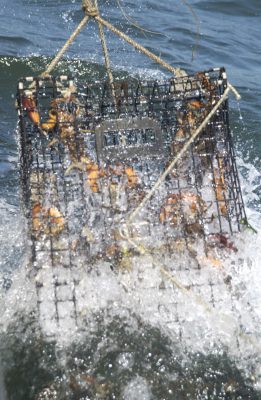 Several lobsters are seen inside the trap as it is pulled out of the water and onto the Jeanette T.