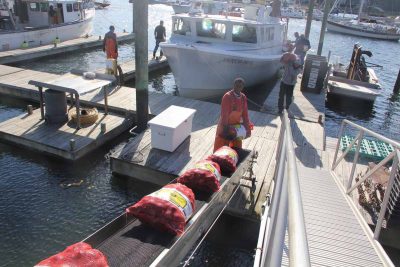 Workers at Briarpatch Enterprises unload clams harvested on Oct. 24 from beds in Milford onto a conveyor belt attached to a refrigerator truck that takes the shellfish to the company's processing facility.