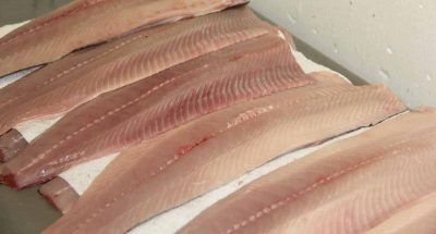 Freshly cut shad fillets are sold at Hale's Shad in Rocky Hill. Judy Benson / Connecticut Sea Grant