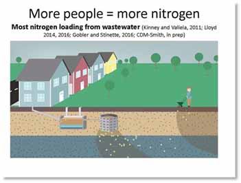 Nitrogen, which can come from sources such as human wastewater and fertilizer, can enter into local waters. Research has shown excessive nitrogen to be a prime ingredient in more potent (and potentially toxic) algal blooms.