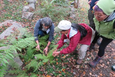 Students in the 2016 Coastal Certificate classes learn about ferns at the Connecticut College Arboretum.