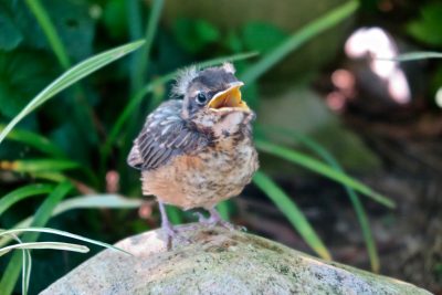 This young robin is one of many bird and insect species that benefit from the sustainable gardening practices taught in the Coastal Certificate Program.