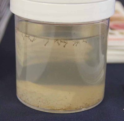 A jar of mosquito larvae are displayed at the Climate Adaptation Academy/Rockfall Symposium.