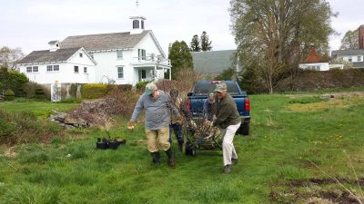 Volunteers from the Avalonia Land Conservancy move a shad bush into place for planting at the Dodge Paddock Beal Preserve in Stonington on May 3 as part of a restoration and living shoreline project with Connecticut Sea Grant.