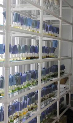 The Milford lab's microalgal collection contains 230 strains of algae.