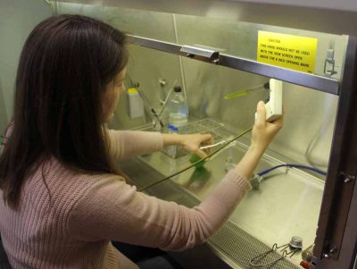 Lisa Guy transfers algae from a pipette into a falcon tube to fill an order for algal culture for a shellfish farmer. "The day I'm going to ship it is the day I do this," she said.