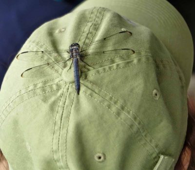 A dragonfly hitches a ride on a passenger's hat during the workshop.