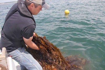 Aquaculture farmer J.P. Vellotti harvests kelp grown in beds in Groton in 2018.