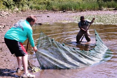 Volunteers use a seine net to collect river creatures for a survey of river life.