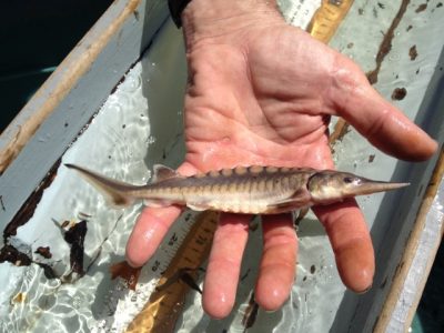 This and several other juvenile sturgeon that were found in the lower Connecticut River in 2014 were determined to have spawned in the river a year earlier.