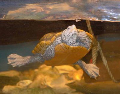 This three-limbed turtle named Hiccup was rescued from High Bar Harbor in New Jersey. The turtle is on display at the Norrie Point Center.