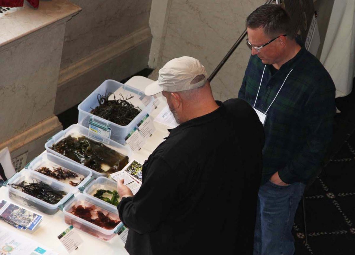 Participants in the National Seaweed Symposium examine samples of seaweeds grown in Maine during the Seaweed Showcase.