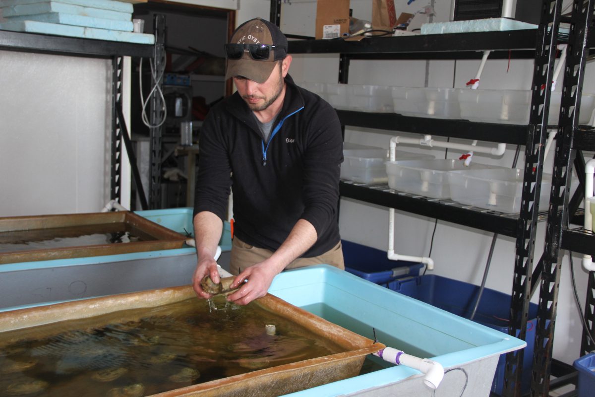Marc Harrell, manager of Mystic Oysters, checks on brood stock oysters at the Noank Aquaculture Cooperative on Thursday. While most operations have stopped at the co-op, the brood stock tanks have to be maintained, he said.