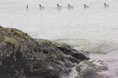 A flock of brant swim near a boulder covered with rockweed.
