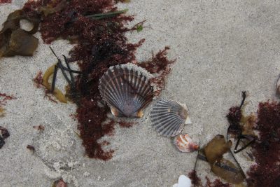Scallop shells and a slipper shell lie amid several types of seaweed at Waterford Town Beach.